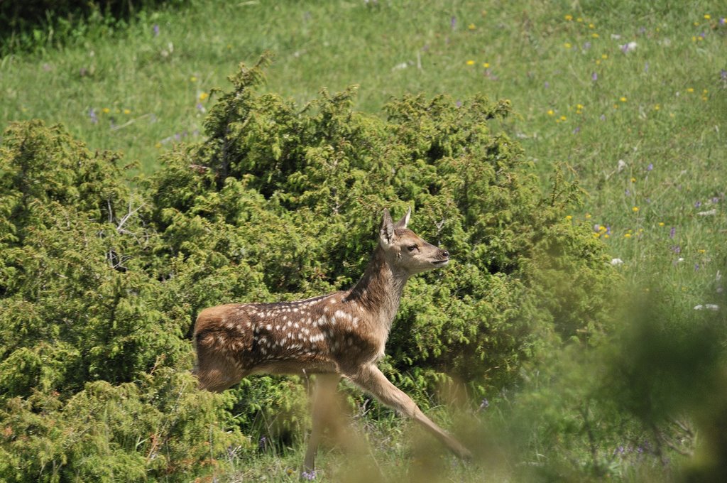 Cuccioli  (fotoracconto)